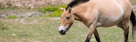 Przewalski's Horse