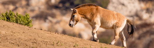 Przewalski's Horse
