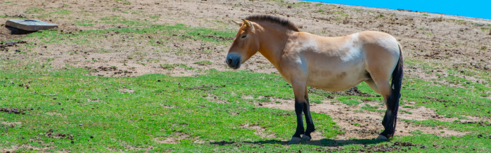 Przewalski's Horse