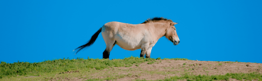 Przewalski's Horse