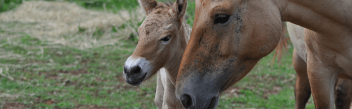 Przewalski's Horse