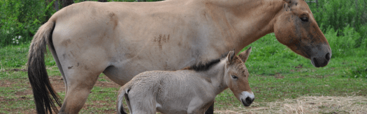 Przewalski's Horse