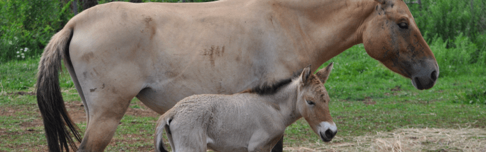 Przewalski's Horse