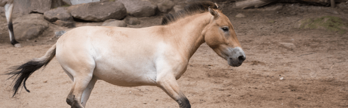 Przewalski's Horse