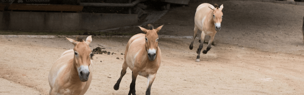 Przewalski’s Horse