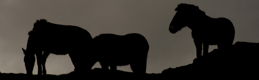 Przewalski's Horse