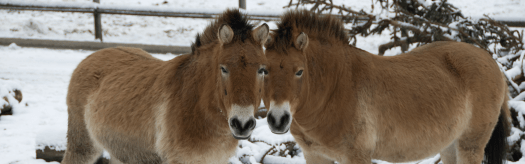 Przewalski's Horse