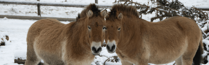 Przewalski's Horse