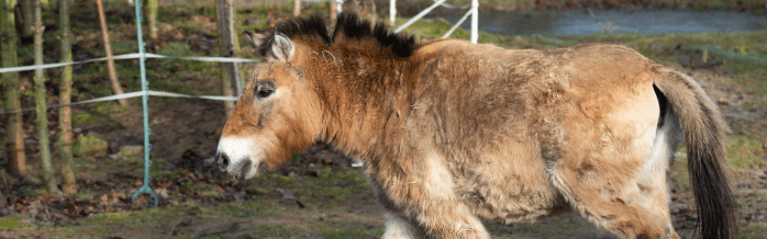 Przewalski's Horse