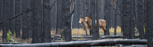 Przewalski's Horse
