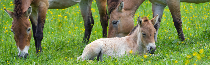 Przewalski's Horse