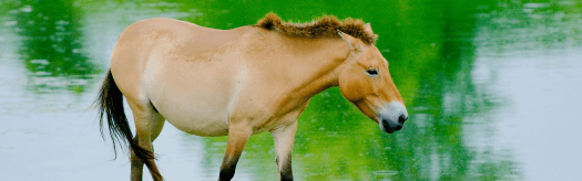 Przewalski's Horse