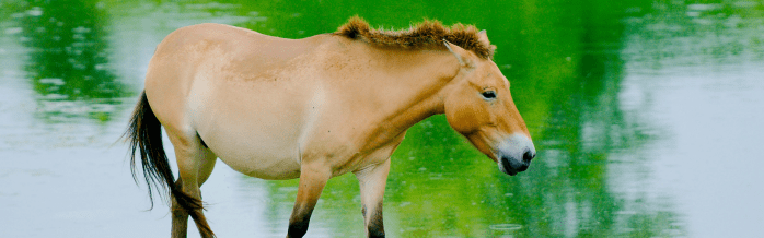 Przewalski's Horse