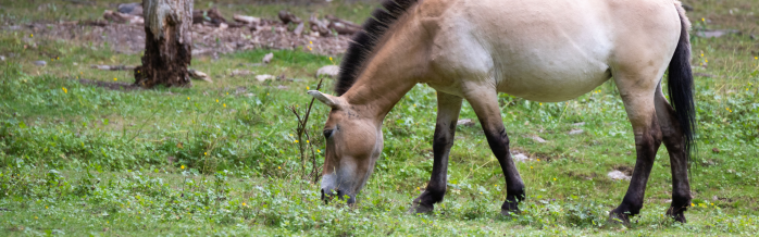 Przewalski's Horse