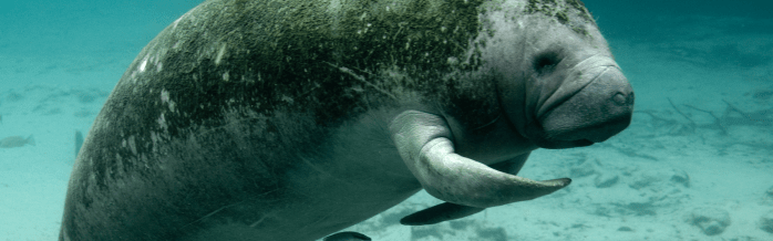 American Manatee