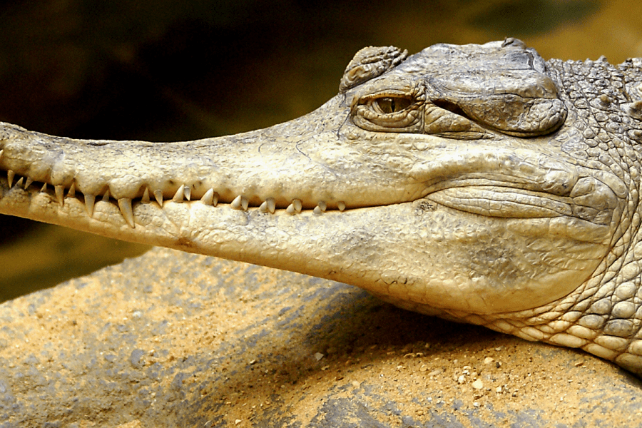 Slender-Snouted Crocodile