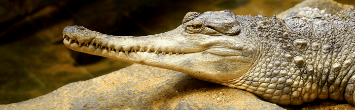 Slender-Snouted Crocodile