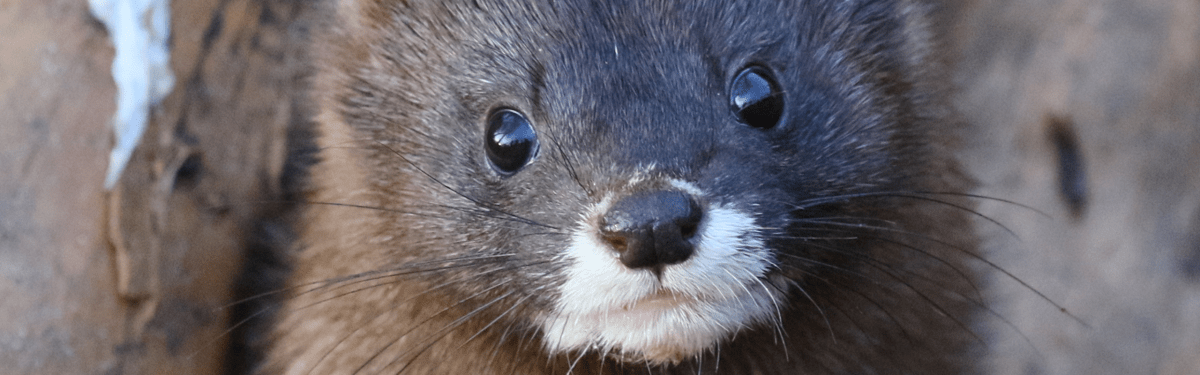 European Mink Trivia